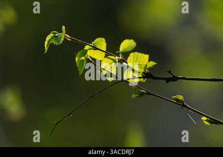 Nahaufnahme von Birkenknospenblättern im Frühling im Wald hinterleuchtet. Stockfoto
