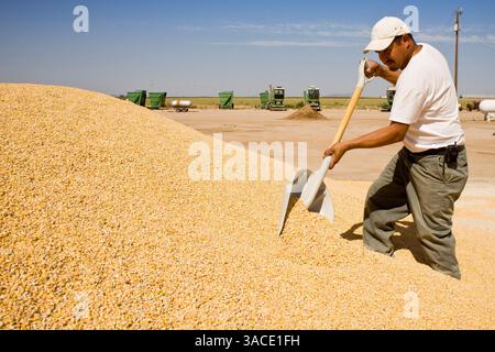 Mai 2008 - Buckeye, AZ, USA - ANGEL VARGAS, ein Arbeiter bei Heiden Land & Cattle Company, arbeitet in einem Getreideberg in der Mühle auf dem Futterplatz in Buskeye, AZ. Les Heiden, Eigentümer der Heiden Land & Cattle Company, sagte, dass seine Maispreise seit Mai 2006 um 123 % gestiegen sind. Er schreibt etwa 85 Prozent des Preisanstiegs der Ethanolindustrie zu, was er sagte, dass er jetzt fünf Mal mehr Mais kaufte als vor zwei Jahren. Heiden ernährt etwa 4.500 Rinder auf seinem Futterplatz westlich von Phoenix. (Kreditbild: © Jack Kurtz/ZUMA Press) Stockfoto