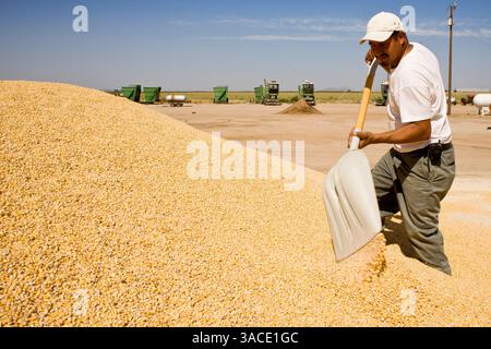 Mai 2008 - Buckeye, AZ, USA - ANGEL VARGAS, ein Arbeiter bei Heiden Land & Cattle Company, arbeitet in einem Getreideberg in der Mühle auf dem Futterplatz in Buskeye, AZ. Les Heiden, Eigentümer der Heiden Land & Cattle Company, sagte, dass seine Maispreise seit Mai 2006 um 123 % gestiegen sind. Er schreibt etwa 85 Prozent des Preisanstiegs der Ethanolindustrie zu, was er sagte, dass er jetzt fünf Mal mehr Mais kaufte als vor zwei Jahren. Heiden ernährt etwa 4.500 Rinder auf seinem Futterplatz westlich von Phoenix. (Kreditbild: © Jack Kurtz/ZUMA Press) Stockfoto