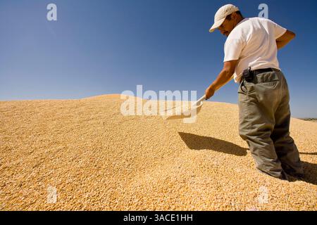 Mai 2008 - Buckeye, AZ, USA - ANGEL VARGAS, ein Arbeiter bei Heiden Land & Cattle Company, arbeitet in einem Getreideberg in der Mühle auf dem Futterplatz in Buskeye, AZ. Les Heiden, Eigentümer der Heiden Land & Cattle Company, sagte, dass seine Maispreise seit Mai 2006 um 123 % gestiegen sind. Er schreibt etwa 85 Prozent des Preisanstiegs der Ethanolindustrie zu, was er sagte, dass er jetzt fünf Mal mehr Mais kaufte als vor zwei Jahren. Heiden ernährt etwa 4.500 Rinder auf seinem Futterplatz westlich von Phoenix. (Kreditbild: © Jack Kurtz/ZUMA Press) Stockfoto