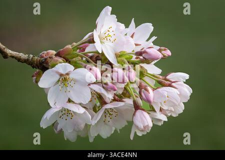 Kirschblütenblumen Nahaufnahme mit grünem Hintergrund Stockfoto
