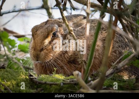 Europäischer Hase - Lepus europaeus - Versteck im Unterholz Stockfoto
