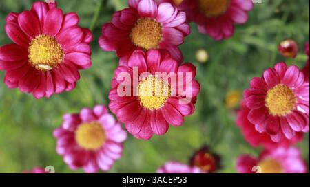 Marguerite Gänseblüten haben leuchtend rosa Blüten mit gelben Mittelpunkten. Stockfoto
