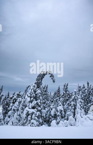 Der Baum ist umgebeugt mit dem Gewicht von Schnee und Eis, Winter, Maine Stockfoto