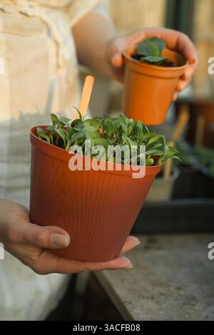 Junge grüne Setzlinge blühen Pflanzen. Scabiosa, Mais und Kosmos Blumen Stockfoto