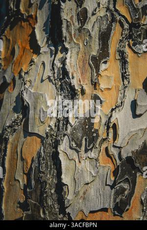 Nahaufnahme der maritimen Kiefernrinde mit komplexen Mustern, Texturen und warmen Farbvariationen Stockfoto
