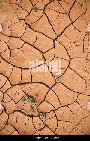 Takir, Takyr-Boden und grüne Pflanze. Neues Leben in der Dürre. Landform, Austrocknen von salzhaltigem Boden in der Wüste. Trocknungsrisse, die ein charakteristisches Muster bilden, Stockfoto