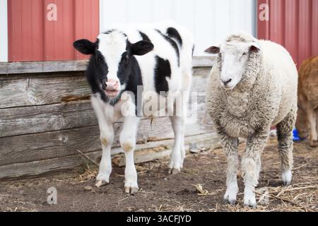 Schwarz-weißes Kalb und Wollschafe stehen in der Nähe einer rustikalen Scheune Stockfoto