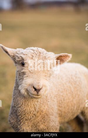 Nahaufnahme eines flauschigen Lammes, das auf einer sonnendurchfluteten Weide steht Stockfoto