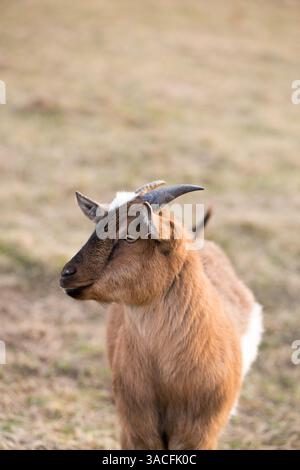 Nahaufnahme einer braunen und weißen Ziege, die auf einer grasbewachsenen Weide steht Stockfoto