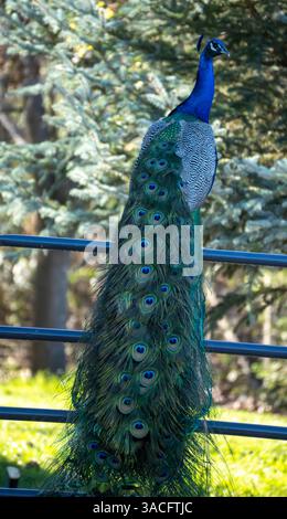 Wunderschöner Pfau, der auf einem Tor ruht Stockfoto