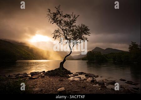 Einsamer Baum Sonnenuntergang LlynPadarn Llanberis Wales uk Stockfoto