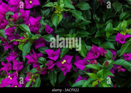 Bougainvillea in voller Blüte mit leuchtenden Magenta-Blüten Stockfoto