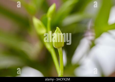 Nahaufnahme grüner Orchideenblüten am Ast Stockfoto