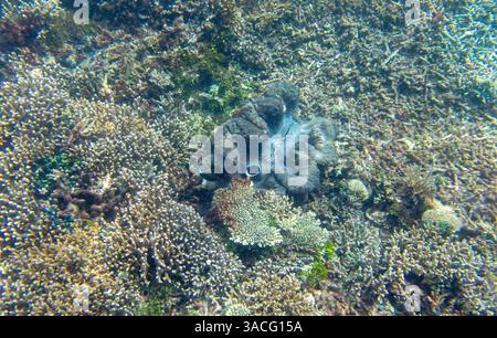 Riesenmuschel am Korallenriff bei Wayag, Rajah Ampat, Indonesien Stockfoto