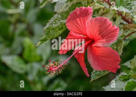Ein Nahbild eines roten Hibiskus. Das ist die nationale Blume Malaysias. Stockfoto