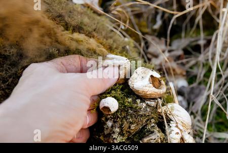 Gewöhnliche Sporen aus Lycoperdon perlatum fliegen in die Luft, während die Finger sie draußen in der Natur drücken. Stockfoto