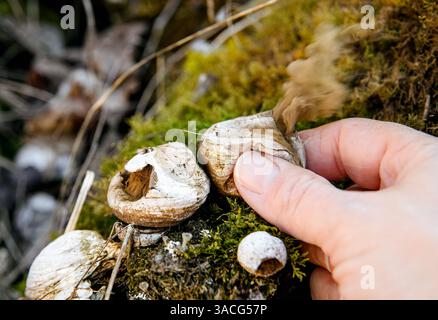 Gewöhnliche Sporen aus Lycoperdon perlatum fliegen in die Luft, während die Finger sie draußen in der Natur drücken. Stockfoto