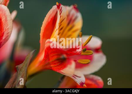 Nahaufnahme einer zarten, bunten Blume mit komplizierten Details. Friedliche Natur, Blumengarten. Blühende Frühlingsruhe Stockfoto