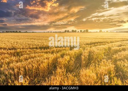 Gelbes Weizenfeld und Sonnenunterganghimmel. Sonnenuntergang Naturszene mit Weizenfeld, ländlicher Landwirtschaft Landschaft. Idyllischer, saisonaler natürlicher Hintergrund Stockfoto
