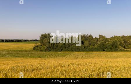 Ein Feld mit einer Ernte von unreifem Weizen bei Sonnenuntergang, ein großes Feld mit Getreide und ein Wald am Rande des Feldes mit verschiedenen Bäumen, klarer blauer Himmel, Stockfoto