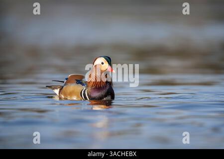 Niedrig gewinkelte detaillierte Ansicht von vorne zur Seite einer farbenfrohen Mandarentenente (Aix galericulata), die an einem sonnigen Frühlingstag im offenen Gewässer in Großbritannien schwimmt. Stockfoto