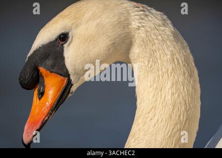 Sehr nahe Seitenansicht eines stummen Schwanenkopfes, der eine klare Sicht durch sein Nasenloch und ein helles Auge zeigt. Stockfoto
