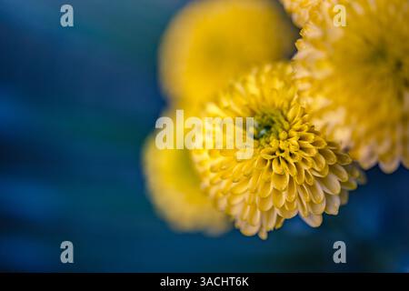 Schöne Sträuße gelber Blumen sind in Feldnähe auf verschwommenem, unscharfem üppigem Laubhintergrund. Schöne gelbe Blumen blühen in einem lebendigen Garten Stockfoto