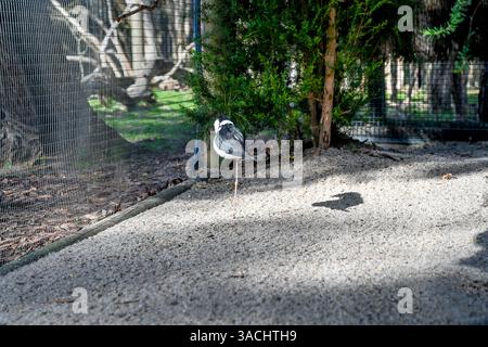 Vogelpark im Moonlit Sanctuary, Melbourne, Australien (schwarz geflügelte Stelze) Stockfoto