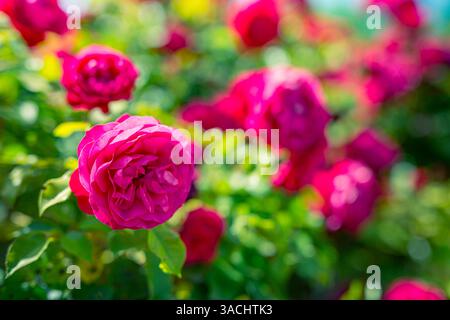 Wunderschöne Gartenrose. Blühende atemberaubende rosa Rosenknospe im Naturgarten mit Blütenblättern auf verschwommenem Hintergrund. Romantischer Blumengarten im Sonnenlicht Stockfoto