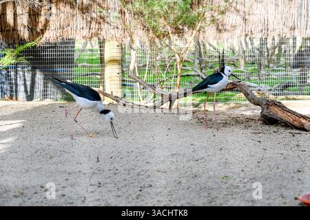 Vogelpark im Moonlit Sanctuary, Melbourne, Australien (schwarz geflügelte Stelze) Stockfoto