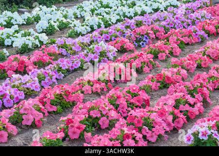 Reihen von Petunia-Blumen als städtischer Landschaftshintergrund. Üppig blühende bunte Gartenpetunien in den Straßen von Dubai Stockfoto