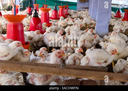 Zahlreiche Hühner versammeln sich in einer Geflügelscheune mit Fütterungsgeräten unter natürlichem Licht und zeigen das Leben auf dem Bauernhof. Stockfoto
