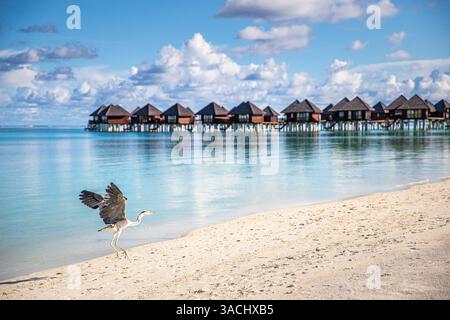 Nahaufnahme des Graureihvogels auf den Malediven. Paradiesischer tropischer Strand, Palmen, unberührte Lagunenbucht. Sonnige exotische Landschaft, Tourismustapete Stockfoto