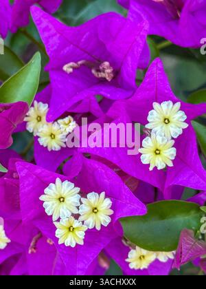 Ein Haufen lila Blumen mit gelben Mittelpunkten. Die Blüten sind dreieckig angeordnet. Die Blüten sind violett und gelb Stockfoto