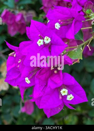 Eine Gruppe wunderschöner lila und weißer Blumen mit gelben Mittelpunkten. Die Blumen sind in einer engen Gruppe angeordnet, wodurch eine schöne Darstellung von Farben und Farben entsteht Stockfoto