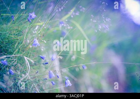 Sonnige Wiese mit leuchtenden lila Blumen, die unter unscharfen Waldblättern blühen, umgeben von üppigem Grün, perfekt für Kunst, Natur Liebhaber, Outdoor-Zuflucht Stockfoto