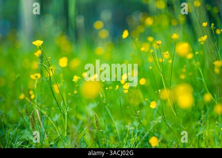 Inspirieren Sie lebendige gelbe Blumen, die auf einer üppigen Wiese unter hellem Sonnenschein blühen, und schaffen Sie eine friedliche und ruhige Landschaft, die perfekt für Naturfotografie ist Stockfoto