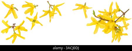 Forsythia gelbe Blüten blühend isoliert auf weißem Hintergrund. Draufsicht mit Kopierraum für Ihren Text. Flache Lagen. Stockfoto