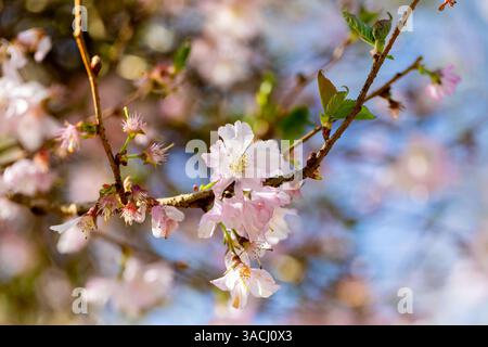 Rosafarbene japanische Kirschblüten im Frühling. Dorset, England, Großbritannien Stockfoto