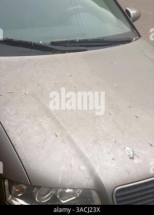 Crema, Italien - 2. März 2025 Grauer Audi A4 B6 mit schmutziger Kapuze mit Vogelkot, die Anzeichen von Vernachlässigung und dringendem Bedürfnis nach Beifall hervorhebt Stockfoto