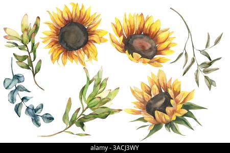 Blumenaquarell Set mit gelben Sonnenblumen, grüner Protea und Eukalyptuszweigen Illustration. Isolierte botanische Elemente Clipart, herbstliche sonnige Strömung Stockfoto