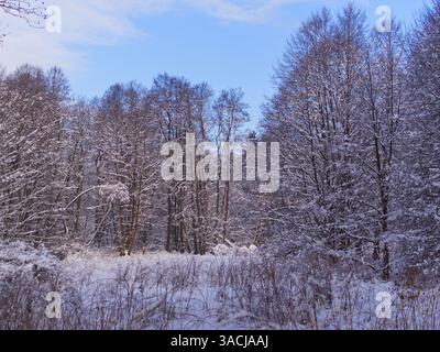 Schneebedeckte Bäume. Schneebedeckte Wiese mit schneebedeckten Bäumen und blauweißem Himmel Stockfoto