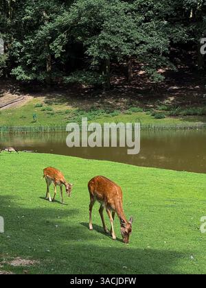 Hirsche wandern und füttern auf grüner Graswiese, Wildpark Zoo in Deutschland Stockfoto