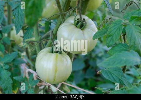 Nahaufnahme grüner reifender organischer Tomaten auf Ast im Boden mit Naturdünger im Gewächshaus. Stockfoto