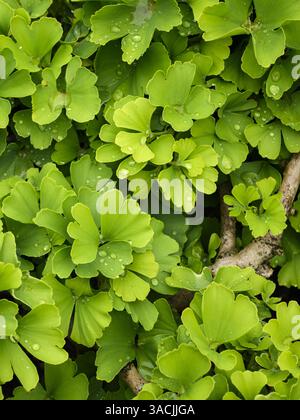 Ginko biloba 'Troll' Nahaufnahme (Maidenhaarbaum, Regentropfen auf wunderschönes grünes Laub) - englisches Landgartenbeet, West Yorkshire, England Großbritannien. Stockfoto
