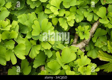 Ginko biloba 'Troll' Nahaufnahme (Maidenhaarbaum, Regentropfen auf wunderschönes grünes Laub) - englisches Landgartenbeet, West Yorkshire, England Großbritannien. Stockfoto