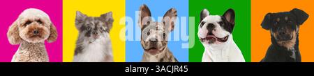 Lustige Hunde auf verschiedenfarbigem Hintergrund, Collage von Haustierporträts Stockfoto