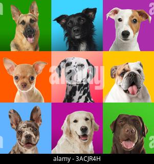 Lustige Hunde auf verschiedenfarbigem Hintergrund, Collage von Haustierporträts Stockfoto