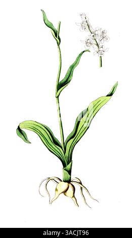 Orchis militaris, Helm-Knabenkraut, digitale Reproduktion einer historischen Vorlage, zwischen 1790 und 1810, Botanica Pharmaceutica von Andreas Fried Stockfoto